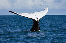 Humpback Whale (Megaptera novaeangliae) fluke, Abrolhos Islands, Bahia, Brazil