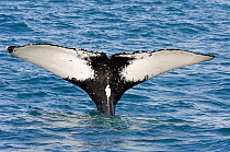 Humpback Whale (Megaptera novaeangliae) fluke, Abrolhos Islands, Bahia, Brazil