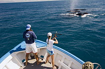 Humpback Whale (Megaptera novaeangliae) researchers collecting tissue samples, Abrolhos Islands, Bahia, Brazil