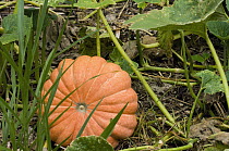 Pumpkin (Cucurbita sp) on a farm, Sao Paulo, Brazil