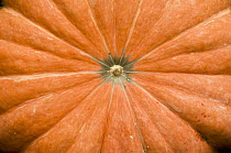 Pumpkin (Cucurbita sp) detail, Sao Paulo, Brazil