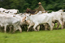 Domestic Cattle (Bos taurus), Zebu breed, and cowboy on a farm, Sao Paulo, Brazil