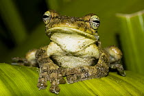 Ocellated Tree Frog (Itapotihyla langsdorffii) portrait, Serra Grande, Urucuca, Bahia, Brazil