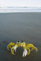 Ghost Crab (Ocypode quadrata) on beach, Urucuca, Bahia, Brazil