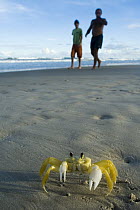 Ghost Crab (Ocypode quadrata) and tourists on beach, Urucuca, Bahia, Brazil