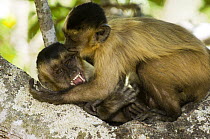 Brown Capuchin (Cebus apella) biting adult, Brazil