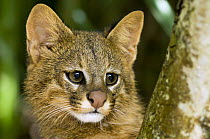Pampas Cat (Leopardus colocolo) portrait, Cerrado Ecosystem, Brazil