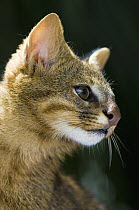 Pampas Cat (Leopardus colocolo) portrait, Cerrado Ecosystem, Brazil