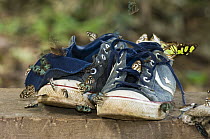 Butterflies sipping salt off sweaty tennis shoes, Cerrado Ecosystem, Brazil