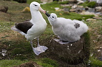 Black-browed Albatross (Thalassarche melanophrys) chick begging parent for food, Saunders Island, Falkland Islands