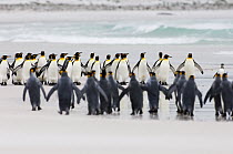 King Penguin (Aptenodytes patagonicus) groups on beach, Volunteer Point, East Falkland Island, Falkland Islands