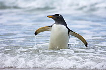 Gentoo Penguin (Pygoscelis papua) in surf returning from sea, Volunteer Point, East Falkland Island, Falkland Islands