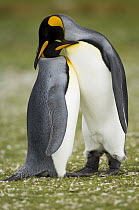 King Penguin (Aptenodytes patagonicus) couple courting, Volunteer Point, East Falkland Island, Falkland Islands