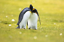 King Penguin (Aptenodytes patagonicus) couple courting, Volunteer Point, East Falkland Island, Falkland Islands