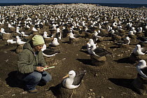 Black-browed Albatross (Thalassarche melanophrys) researcher Tatiana Neves in nesting colony, Steeple Jason Island, Falkland Islands
