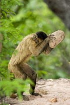 Brown Capuchin (Cebus apella) using a rock as a hammer to crack a palm nut, Gilbues, Brazil