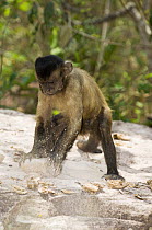 Brown Capuchin (Cebus apella) using a rock as a hammer to crack a palm nut, Gilbues, Brazil
