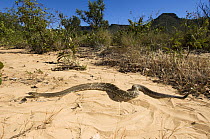 Western Diamondback Rattlesnake (Crotalus atrox) moving through habitat,