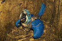 Hyacinth Macaw (Anodorhynchus hyacinthinus) newborn in nest in Panama Tree (Sterculia apetala) hole, Pantanal, Brazil