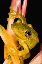 Snouted Treefrog (Scinax sp), Atlantic Forest, Brazil