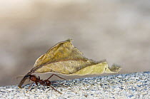 Leafcutter Ant (Atta sp) worker carrying leaf segment, Brazil
