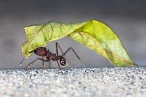 Leafcutter Ant (Atta sp) worker carrying leaf segment, Brazil