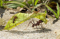 Leafcutter Ant (Atta sp) workers carrying leaf segments, Brazil