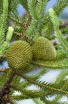 Parana Pine (Araucaria angustifolia) female cones, Brazil