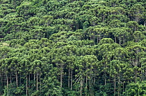 Parana Pine (Araucaria angustifolia) forest, Sao Bento Do Sapucai, Brazil