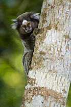 Common Marmoset (Callithrix jacchus) on tree trunk, Atlantic Forest, Rio De Janeiro, Brazil
