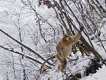 Golden Snub-nosed Monkey (Rhinopithecus roxellana) climbing in forest in winter, China