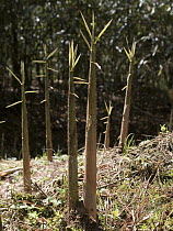 Sprouting bamboo in giant panda habitat, China