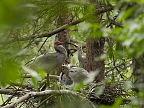 Crested Ibis (Nipponia nippon) in nest with begging chicks, China