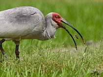 Crested Ibis (Nipponia nippon) feeding on an insect, China