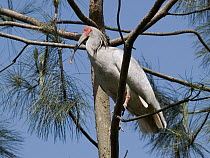 Crested Ibis (Nipponia nippon) perched in tree, China