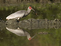Crested Ibis (Nipponia nippon) standing in water, China