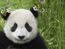 Giant Panda (Ailuropoda melanoleuca) portrait, captive bred, Wolong, Sichuan, China