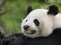 Giant Panda (Ailuropoda melanoleuca), captive bred cub baring its teeth, China