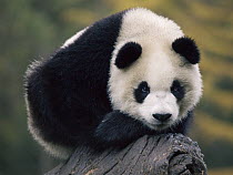 Giant Panda (Ailuropoda melanoleuca), captive bred cub, China