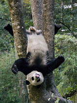 Giant Panda (Ailuropoda melanoleuca) cub playing in a tree, China
