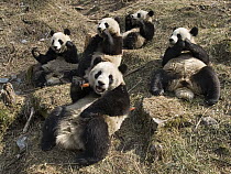 Giant Panda (Ailuropoda melanoleuca), five captive bred cubs eating carrots, China