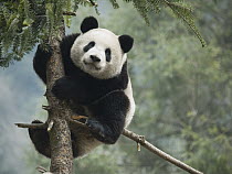 Giant Panda (Ailuropoda melanoleuca) climbing a tree, China
