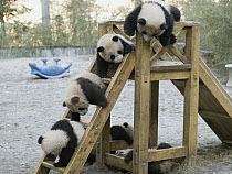 Giant Panda (Ailuropoda melanoleuca), five captive bred cubs playing, Wolong Giant Panda Research Center, China