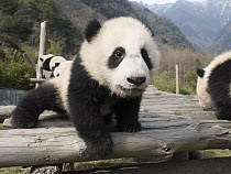 Giant Panda (Ailuropoda melanoleuca), captive bred cub, Wolong Giant Panda Research Center, China