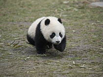 Giant Panda (Ailuropoda melanoleuca), captive bred cub running, Wolong Giant Panda Research Center, China