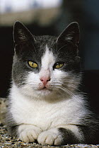 Domestic Cat (Felis catus) portrait, Greece