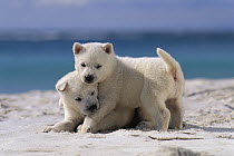 Kishu Inu (Canis familiaris) puppies playing in the sand