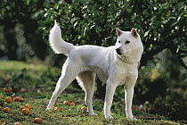 Kishu Inu (Canis familiaris)