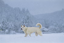 Kishu Inu (Canis familiaris) in the snow
