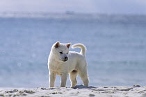 Kishu Inu (Canis familiaris) puppy on the beach